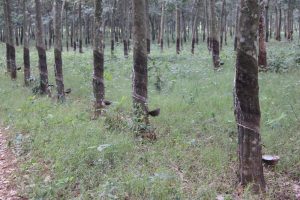 Rubber Trees giving latex - see the small bowls that are empty every day by cyclists with storage tanks.
