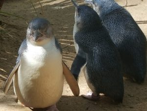 Australia's "Little Penguins" getting ready to eat