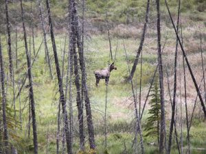 Moose in the Meadow