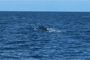 Sighting a 45"Humpback whale near St. Vincent.
